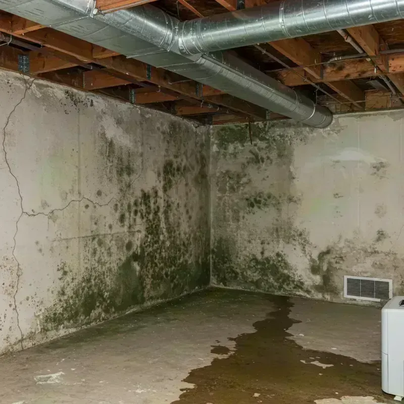 Professional Mold Removal in Paddock Lake, WI